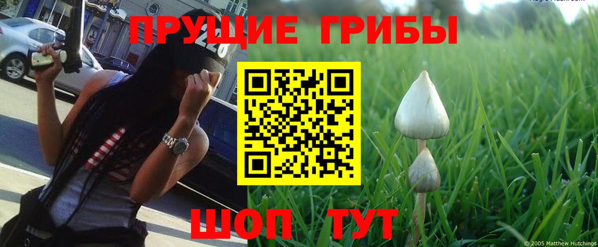 Галлюциногенные грибы Psilocybine cubensis  где найти наркотики  Донецк  Вход с VPN 